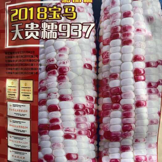 广东平远县2018宝马彩甜糯玉米种子 棒大饱满 色泽红亮口感好200克