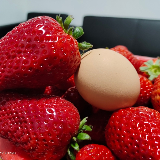 山东平邑县联盟奶油草莓苗果实大产量高口感甜度非常好！假一罚百全国发货！