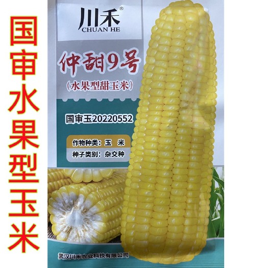 湖南祁东县仲甜9号水果型玉米种子新品种春秋季种植高产大棒玉米种籽蔬菜籽