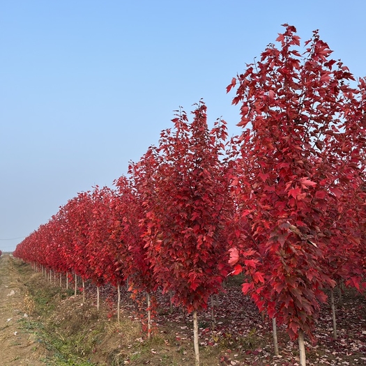 江苏邳州市美国红枫  高度1.5米～2米红冠红枫，量大价优，！