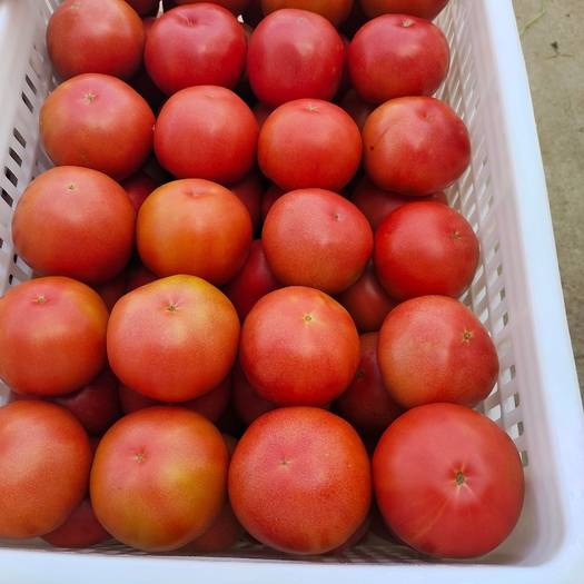山东费县山东费县硬粉西红柿，大量上市，口感好，通货，好通货，弧二以上