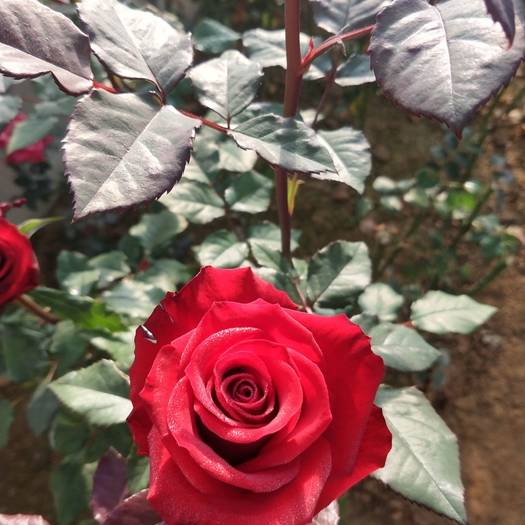 云南昆明大花月季  苗，观赏型玫瑰，月季10——20公分高，四季可栽种