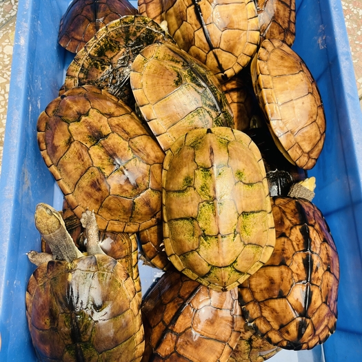 广东茂名40元一斤出20个十几精品南石种龟，5公15母，龟健康