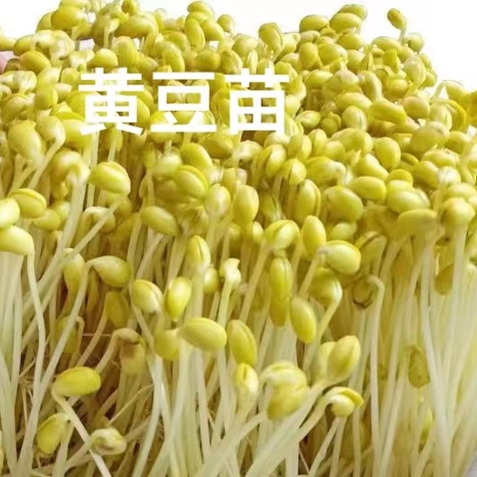 江苏苏州基地直供新鲜富氧水培黄豆苗菜之初