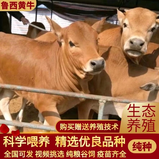 山东郓城县鲁西黄牛 买十送一 万头黄牛基地批发 品质有保障 包运输