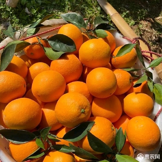 湖北兴山县大量供货赣南脐橙，纽荷尔脐橙，果大皮薄肉厚汁甜，欢迎购买柑子