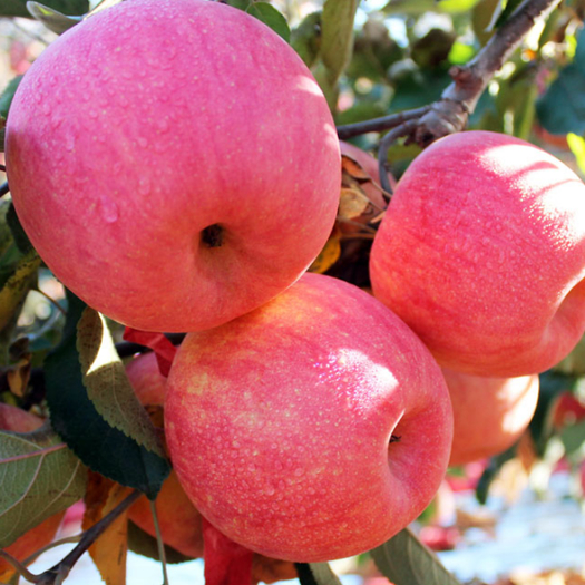 山东泰安富士苹果苗 烟8富士苹果苗  自有苗圃 量大优惠 规格齐全