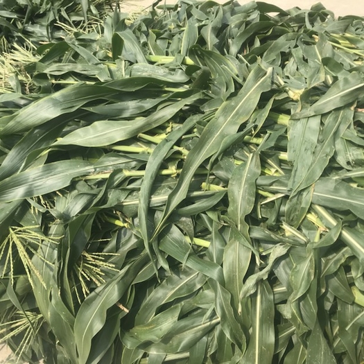 广西横州市青贮饲料  2023新货上市，质量保证，玉米秸秆，甘蔗尾