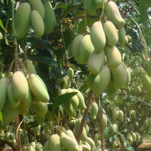 广西灵山县金煌芒果苗  销量好 产量高果子七八成熟可吃