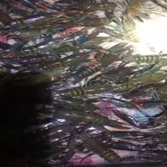 广东江门澳洲淡水龙虾 澳龙，1两以上，塘口出货。欢迎资讯。