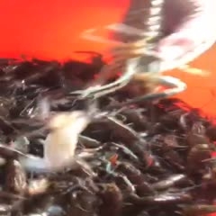 广东江门 出售澳洲淡水龙虾，各种规格都有，欢迎各位前来咨询。